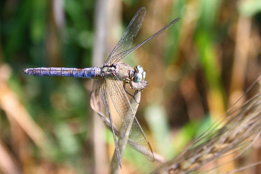 Orthetrum brunneum?